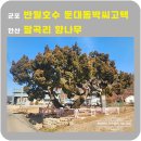 둔대동 박씨 고택 | 군포 반월호수 둔대동 박씨고택 안산팔곡리향나무
