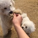 코코애견 이미지