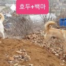 호두가족