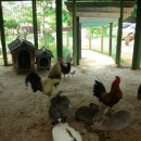 얼룩목장 이미지