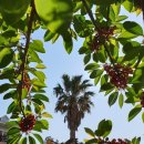 뜨레피아 이미지