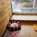 해피펫애견 이미지