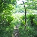 치유, 명상의 숲 이미지