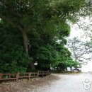 완도 미라리 상록수림 이미지