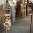스꼬비
