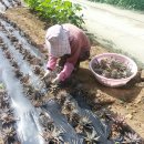 솔골농장 이미지