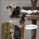 팬더PC 이미지