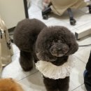 아미고펫 이미지