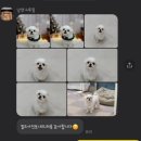 낭만그루밍 이미지