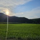 동막골캠핑장 | 🏕️삼척 내평계곡 동막골캠핑장 후기 – 자연 그늘 아래 여름 피서 제대로!