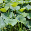 여시농장 이미지