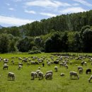 하은목장 이미지