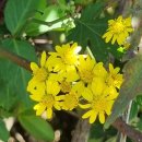 주막집생고기 이미지