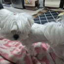 앙꼬네 미용실 이미지