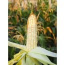 청학농장 이미지