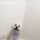 털찐댕댕이 이미지