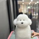개인정애견샵 이미지