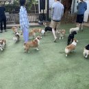 8코기네 이미지