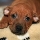 둔산동물병원 이미지