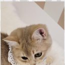 나비야 cat 이미지