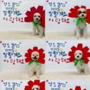 생글댕글강아지유치원