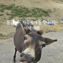 주주애견 | 평창 여행 아이랑 갈만한 곳 추천 대관령 주주파크 먹이주기 승마 체험 후기