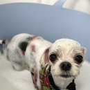 도루몽실 이미지