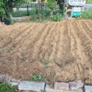 감자와고구마민박 이미지