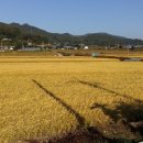 황금물결 농장 이미지