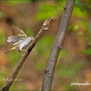 산솔새 이미지
