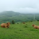 읍하목장 이미지