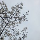 댕스밥상 이미지