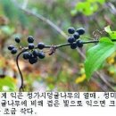 청미래덩굴나무와 청가시덩굴나무 이미지