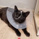 송파 마리 동물병원 만족 후기 (고양이 허피스 치료기)