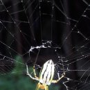 백금반점 이미지