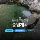 양평애견택시 | 경기도 계곡 추천 중원계곡 애견동반 주차장 물놀이 포인트 후기