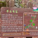 순천 나무숲 | 순천 가볼만한곳 송광사 법정스님 무소유길 불일암 시간 가는길 방법