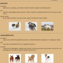 20260206 강아지과제 이미지