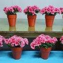 원플라워 이미지