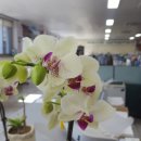 강구면사무소 이미지