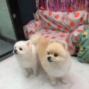 몽이 애견샵 이미지