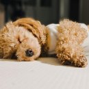 피개행개 이미지