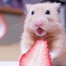 신기방기 이미지