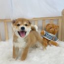 오아이펫 이미지