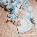 퍼피멍멍 이미지