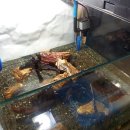 우렁각시 이미지