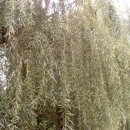 대창세탁소 이미지