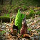 앉은부채 [Skunk cabbage] 이미지