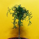 로즈마리 이미지