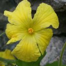 온수 농장 이미지